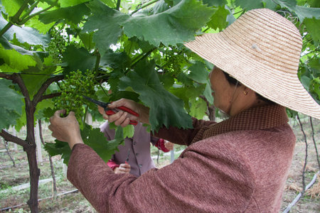 Vineyard pruning womenのeditorial素材
