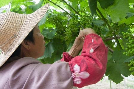 Vineyard pruning womenのeditorial素材
