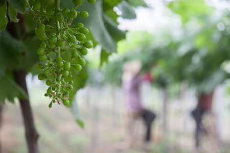 Vineyard pruning womenの写真素材