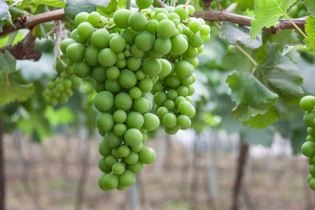 unripe grapesの写真素材
