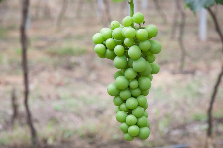 Grapeの写真素材