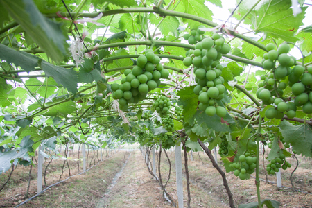 Vineyardの写真素材