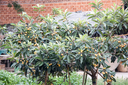 The loquat tree in front of the Houseの写真素材