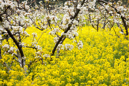 The blooming of rape blossomの写真素材