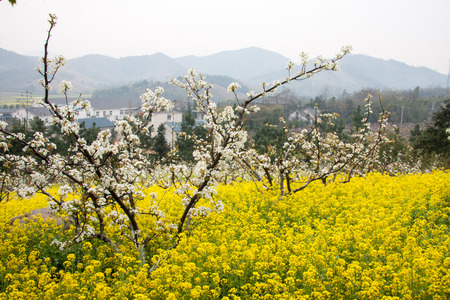 The blooming of rape blossomの写真素材