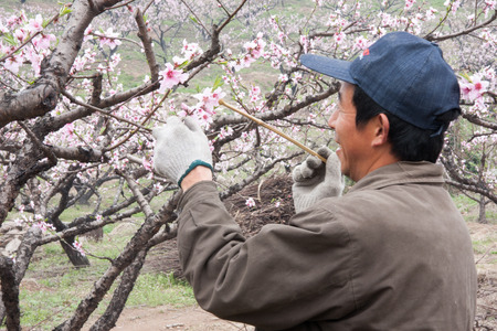 Gardener doing pollination for a peach blossomのeditorial素材
