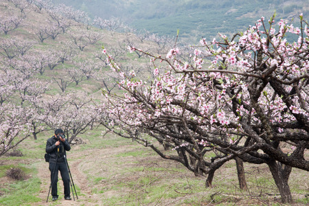 Photographer in a peach blossom farmのeditorial素材