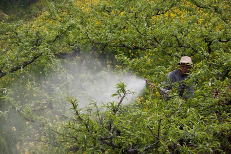 Farmers working in the peach treesのeditorial素材