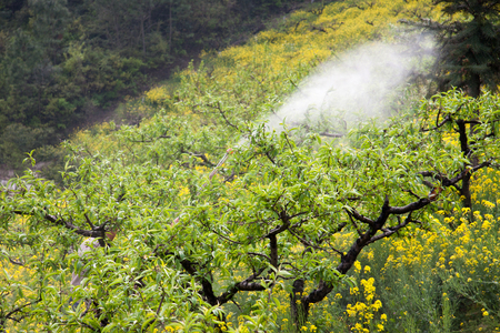 Farmers working at the peach trees areaの写真素材