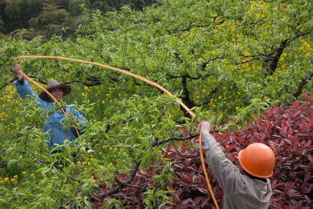 Farmers working in the Peach Garden