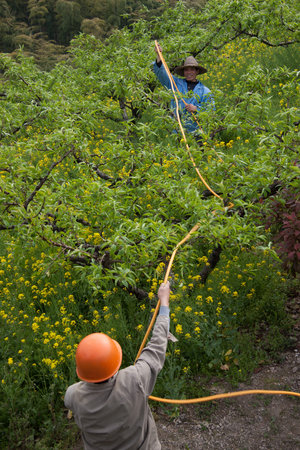 Farmers working in the Peach Garden
