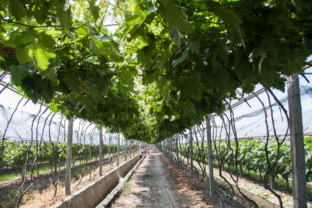 vineyardの写真素材