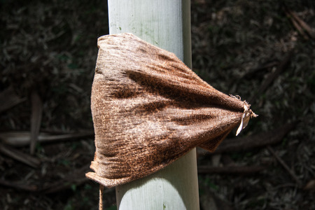 scale-like outer skin of a bamboo shootの写真素材