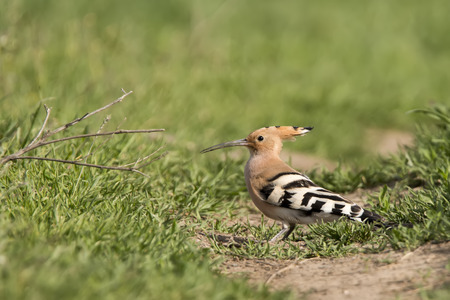 hoopoe on the grassの写真素材