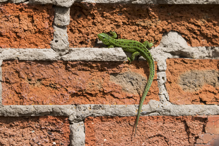 lizard on a brick wallの写真素材