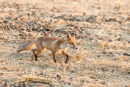 a photo of a foxの写真素材