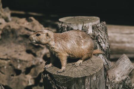 squirrel in a zooの写真素材