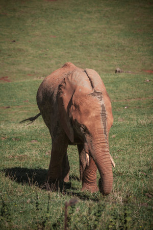 elephant in a zoo