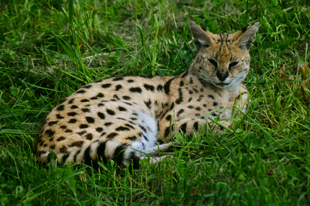 Serval (Leptailurus serval) catの写真素材
