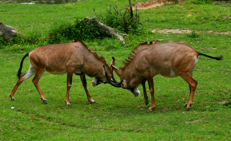 Roan antelopes (Hippotragus equinus) fightingの写真素材