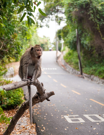 Picture of a monkey with a surprise expression on the face while sitting on the branch in the parkの写真素材