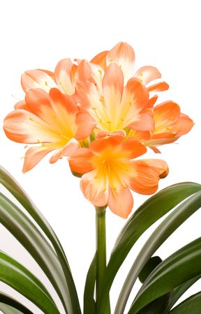 Orange Clivia miniata isolated on the white backgroundの写真素材