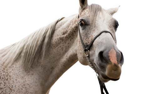 Arabian horse isolated on white backgroundの写真素材