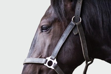 Shire stallion on the grey backgroundの写真素材