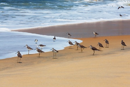 Flock of Curlew sandpiper Calidris ferruginea on the sea shoreの写真素材