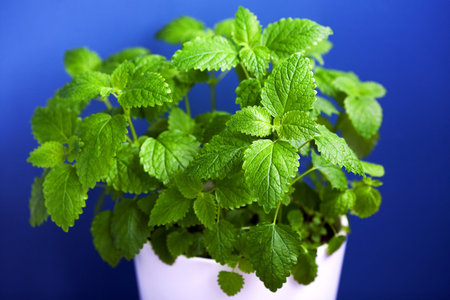 Green Melissa in a pot on blurred backgroundの写真素材