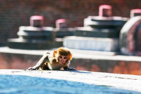 The rhesus macaque monkey at Pashupatinath Temple in Kathmandu, Nepalの写真素材