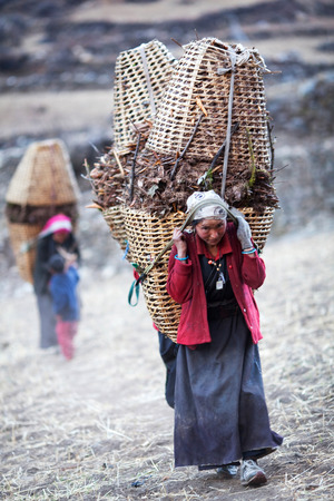LHO, GORKHA, NEPAL - NOVEMBER 20: Tibetan women walking back home after a long day's work in the field on November 20, 2009 in Lho village, Manaslu conservation area, Nepal.のeditorial素材