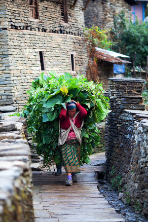 Gurung woman with trusses walking on the road on December 17, 2009 in Ghandruk, Annapurna Conservation Area, Nepal.のeditorial素材