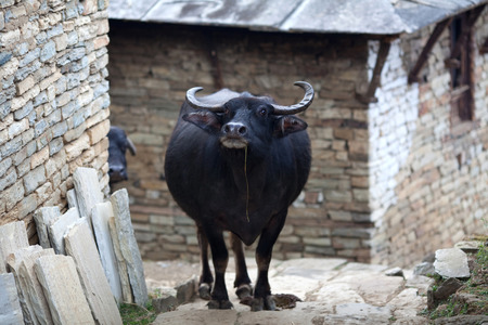 Water Buffalo on the street in Ghandruk village, Nepalの写真素材