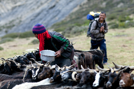 DHO TARAP, NEPAL - SEPTEMBER 08: Tibetan drover milking a goat on September 08, 2011 in Dho Tarap Village, Dolpo, Nepalのeditorial素材
