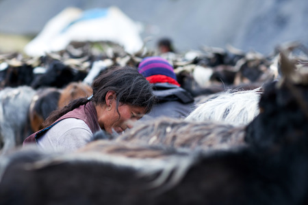 DHO TARAP, NEPAL - SEPTEMBER 08: Tibetan woman milking a goat on September 08, 2011 in Dho Tarap Village, Dolpo, Nepalのeditorial素材