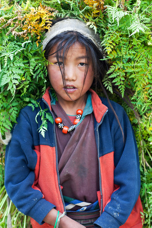 DHO TARAP, NEPAL - SEPTEMBER 10: Tibetan girl working in the fields on September 10, 2011 in Dho Tarap village, Dolpo, Nepalのeditorial素材