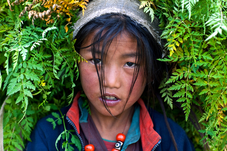 DHO TARAP, NEPAL - SEPTEMBER 10: Tibetan girl working in the fields on September 10, 2011 in Dho Tarap, Upper Dolpo, Nepalのeditorial素材