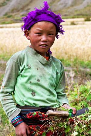 DHO TARAP, NEPAL - SEPTEMBER 10: Nepalese girl working in the fields on September 10, 2011 in Dho Tarap, Upper Dolpo, Nepalのeditorial素材