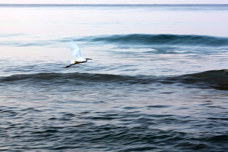 Bird flying above ocean wavesの写真素材