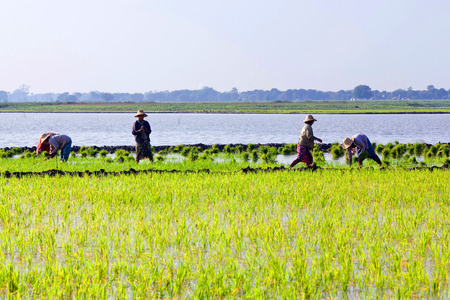 Burmese women working in the rice fields on January 12, 2011 in Amarapura, Myanmarのeditorial素材
