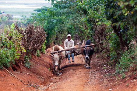 INN THEIN, MYANMAR - JANUARY 17: Burmese farmer riding on the harness of draughts on the road to...