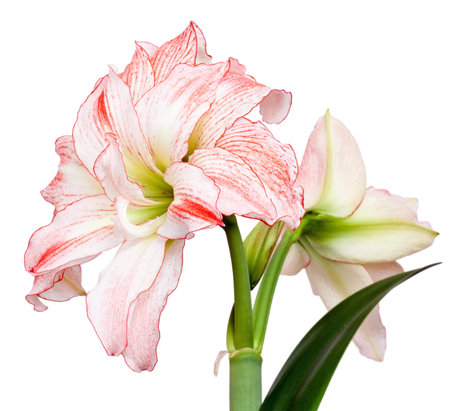 Hippeastrum hybrid double flowering "Double Record"の写真素材
