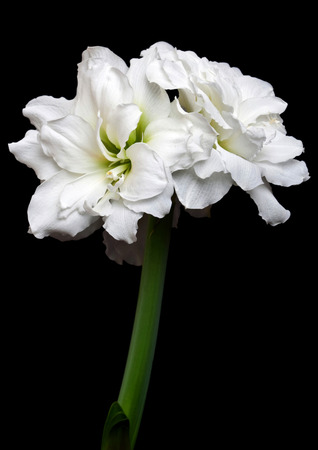 Amaryllis (Hippeastrum) double flowering variety Alfresco on the black backgroundの写真素材
