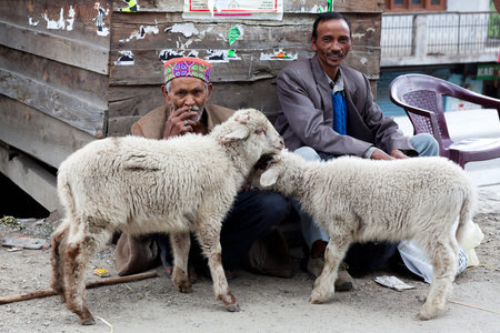 Men with two sheep poses for a photo on the road to Leh on June 08, 2012 in Manali, Indiaのeditorial素材