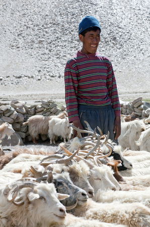LADAKH, INDIA - JUNE 20, 2012: Nomad milking goats in Ladakh, Jammu and Kashmir State, North Indiaのeditorial素材