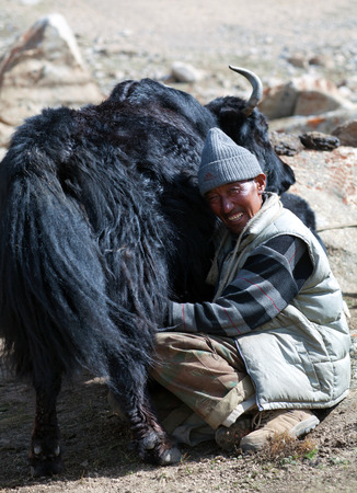 LADAKH, INDIA - JUNE 15, 2012: Tibetan nomad milking yak cow by hands in Ladakh, Jammu and Kashmir, North Indiaのeditorial素材