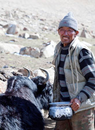 LADAKH, INDIA - JUNE 15, 2012: Tibetan nomad milking yak cow in Ladakh, Jammu and Kashmir, North Indiaのeditorial素材