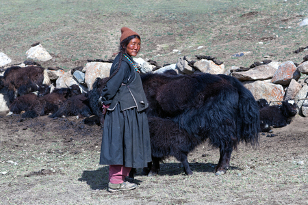 LADAKH, INDIA - JUNE 15, 2012: Tibetan woman in national clothes standing near her yaks on pasture in Ladakh, Jammu and Kashmir, North Indiaのeditorial素材