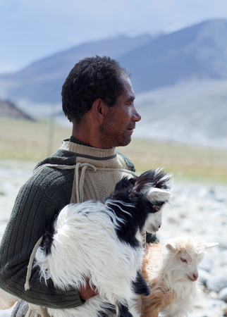 LADAKH, INDIA - JUNE 15: Changpa nomad with angora goat walking on the road to Spangmik village on June 15, 2012 in Ladakh, Jammu and Kashmir State, North Indiaのeditorial素材